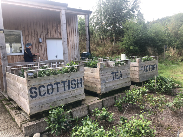 Tea Making in Scotland