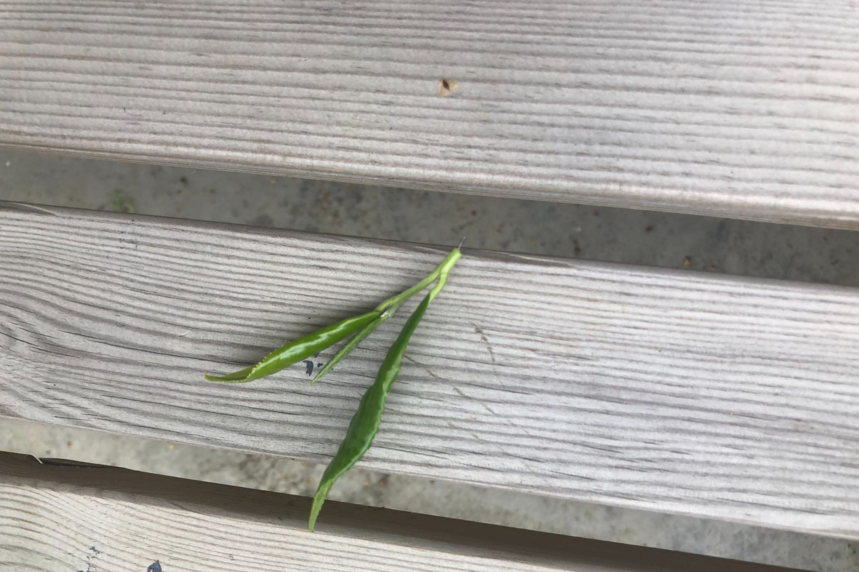 Tea Making in Scotland