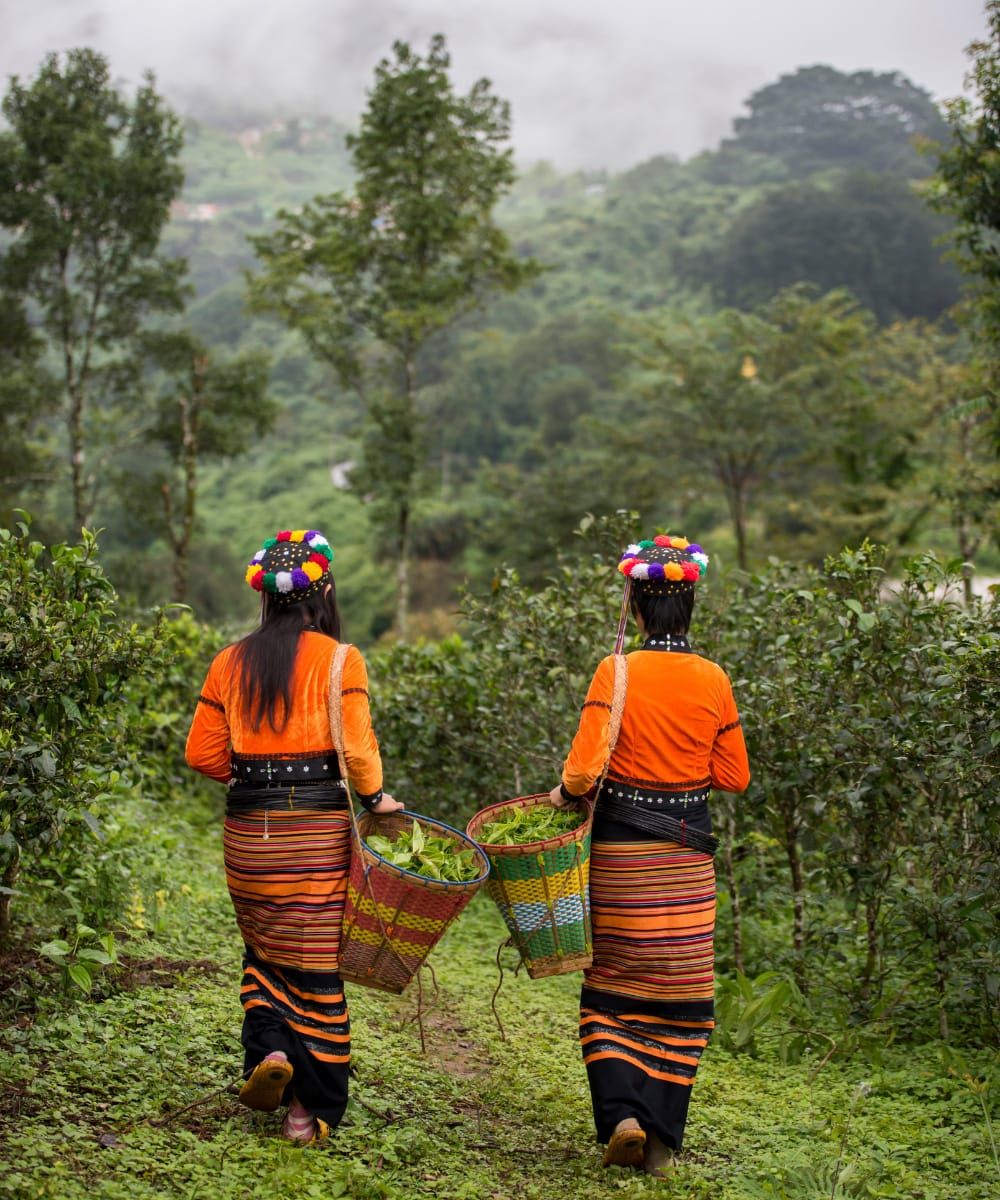 Dorothy Chats with Phyu Thwe, Founder of the Five Trees Tea Garden and Mogok Tea Company