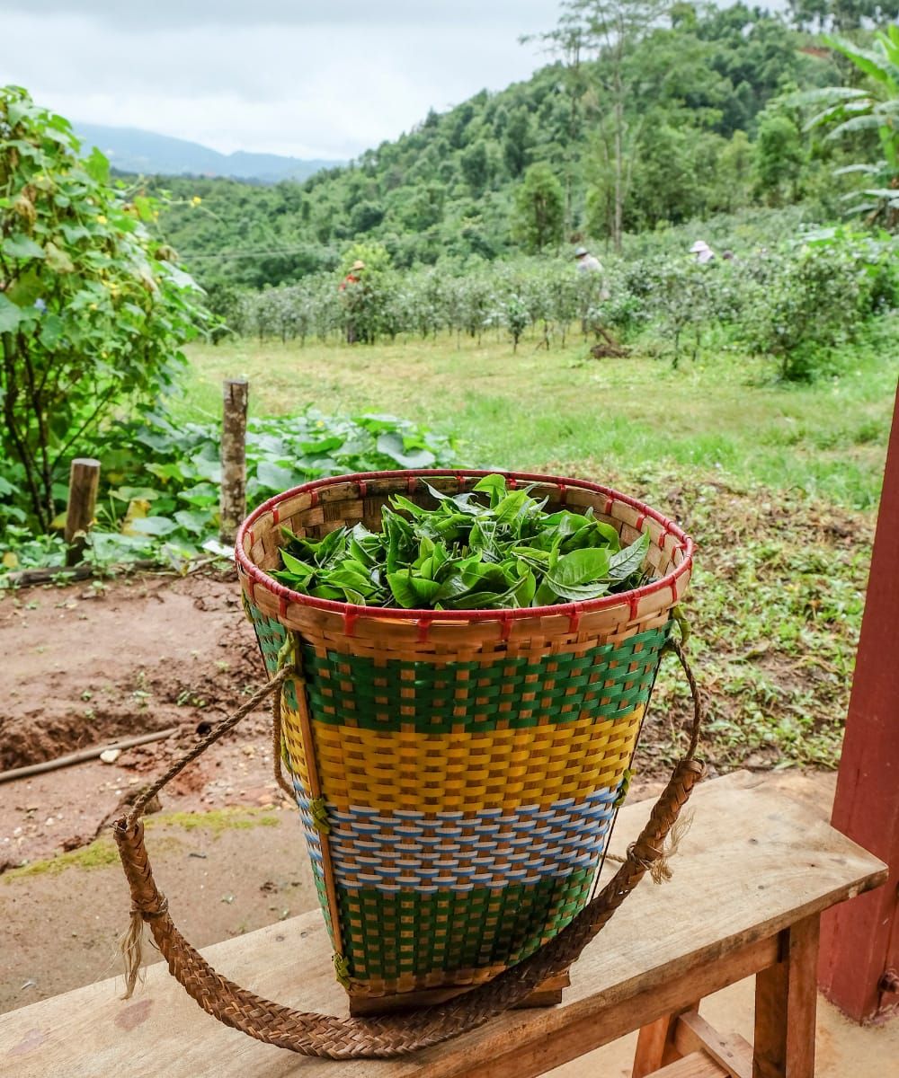Dorothy Chats with Phyu Thwe, Founder of the Five Trees Tea Garden and Mogok Tea Company
