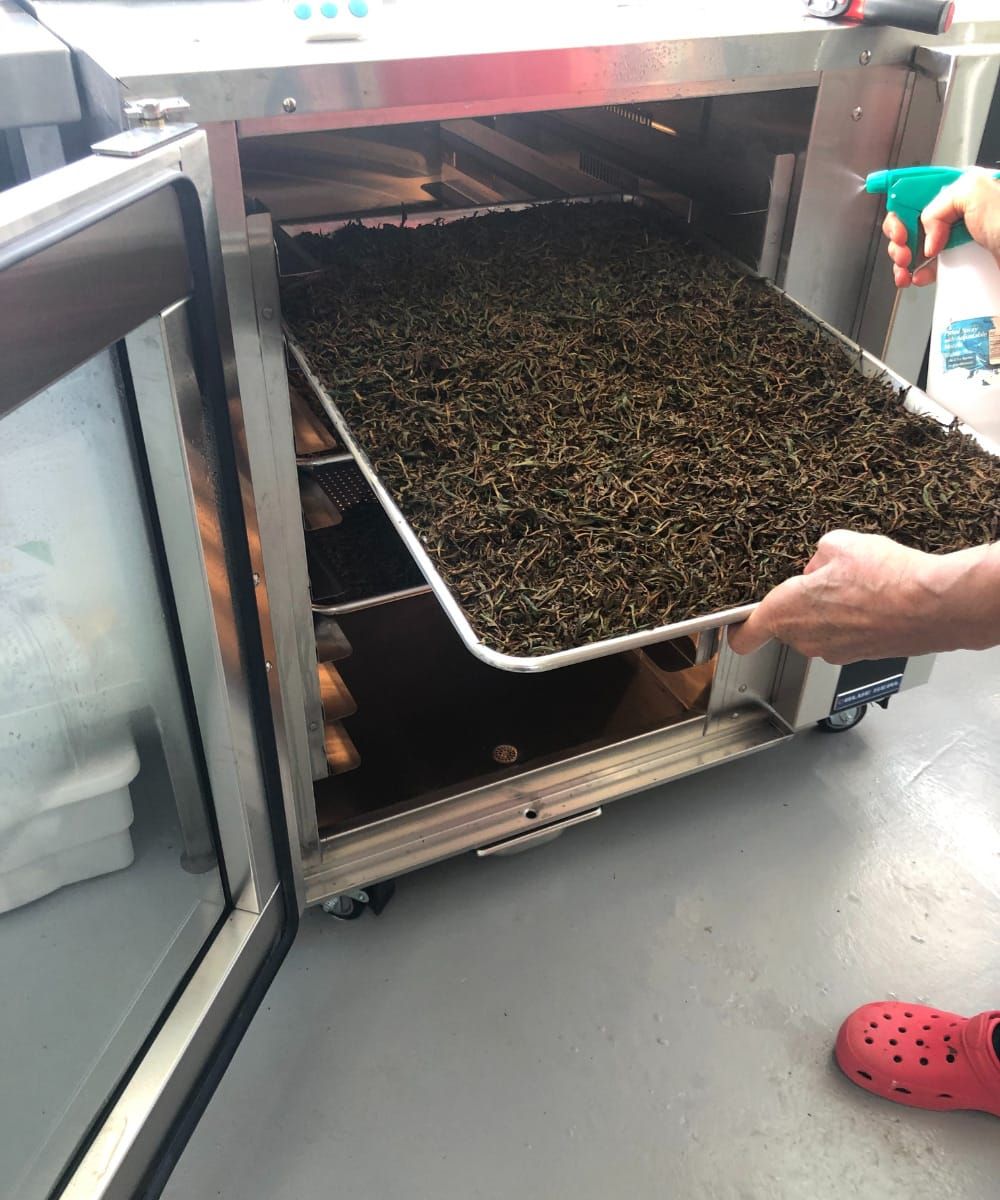 Tea Making in Scotland