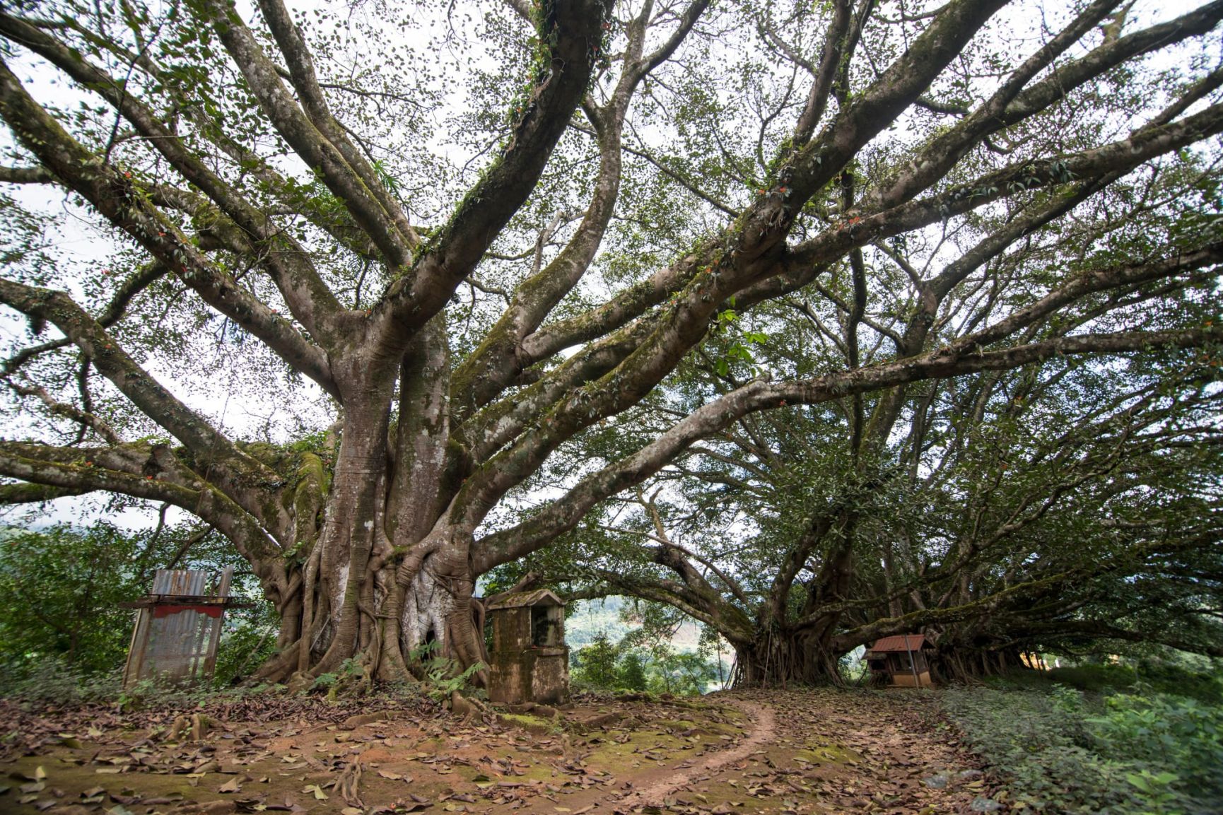 Dorothy Chats with Phyu Thwe, Founder of the Five Trees Tea Garden and Mogok Tea Company