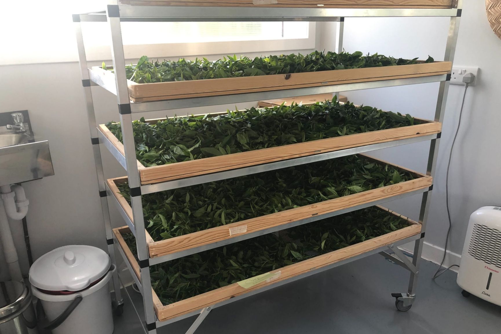 Tea Making in Scotland