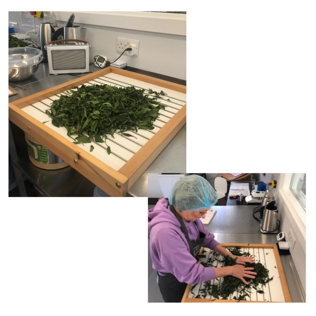 Tea Making in Scotland