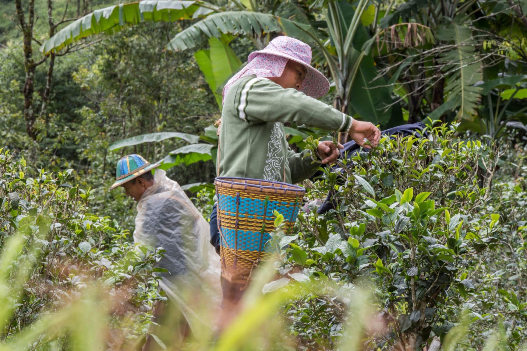 Dorothy Chats with Phyu Thwe, Founder of the Five Trees Tea Garden and Mogok Tea Company